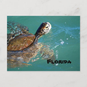 Cartão Postal Green Sea Turtle, Flórida