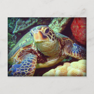 CARTÃO POSTAL GREEN SEA TURTLE HAWAII