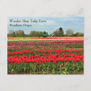 Cartão Postal Green Trator in Tulip Field, Oregon Postcard