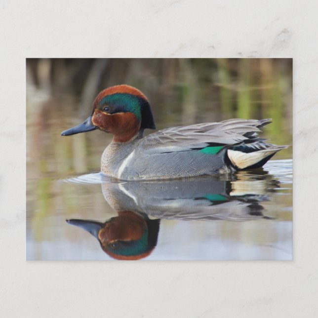 Cartão Postal Green-winged Teal (Frente)