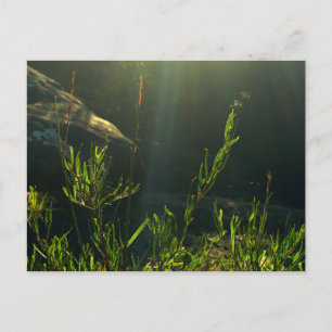 Cartão Postal Greenery