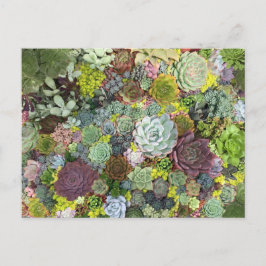 Cartão Postal Greenery Succulents