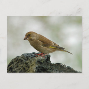 Cartão postal Greenfinch