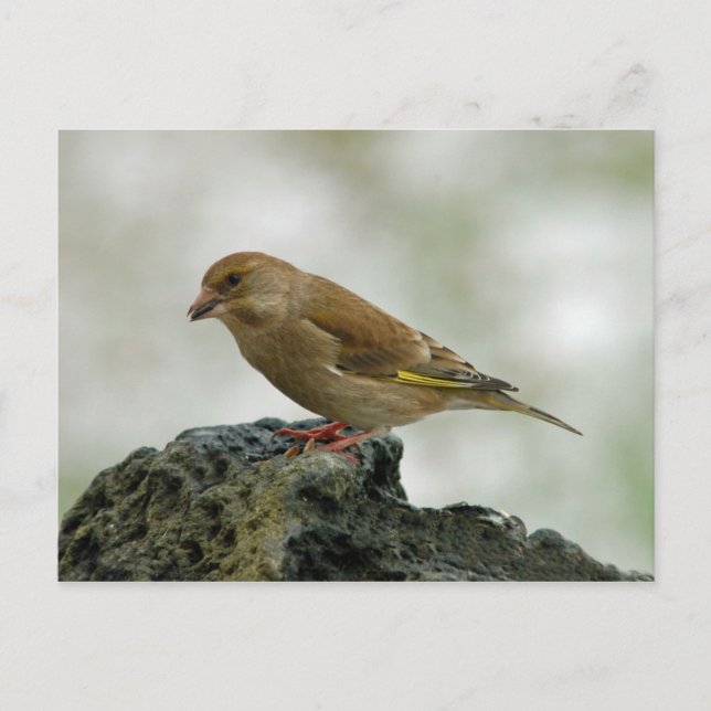Cartão postal Greenfinch (Frente)
