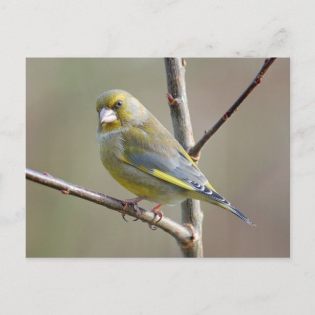 Cartão postal Greenfinch (Frente)