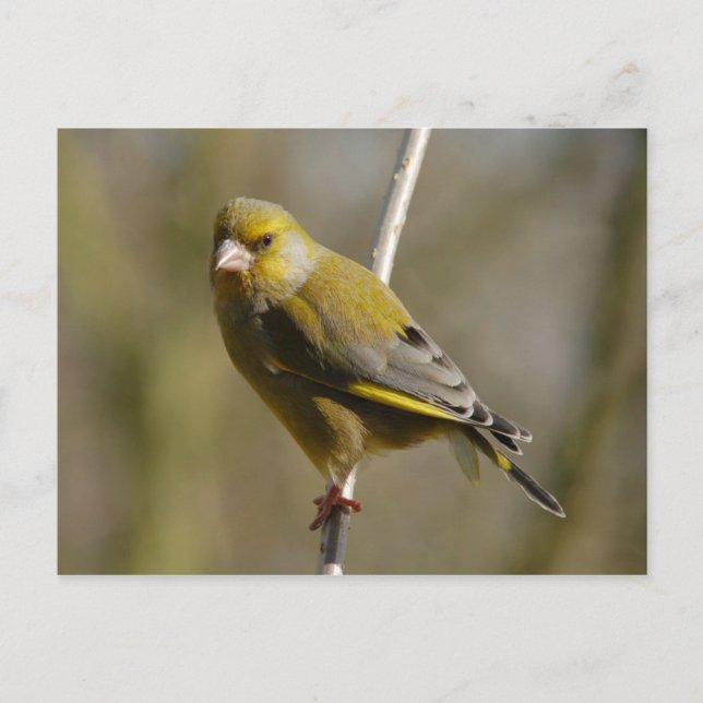 Cartão postal Greenfinch (Frente)