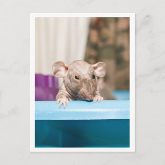 Cartão Postal Gremlin