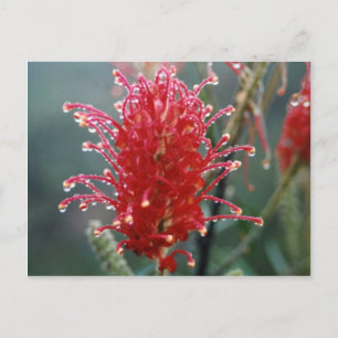 Cartão Postal Grevillea