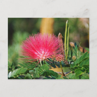 Cartão Postal Grevillia