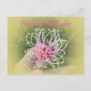 Cartão Postal Grevillia Pink