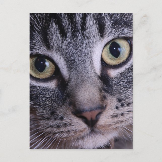Cartão Postal Grey Kitten Face (Frente)