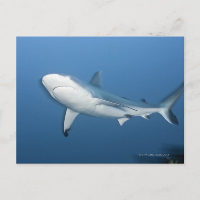 Cartão Postal Grey reef shark (Carcharhinus amblyrhynchos) (Frente)