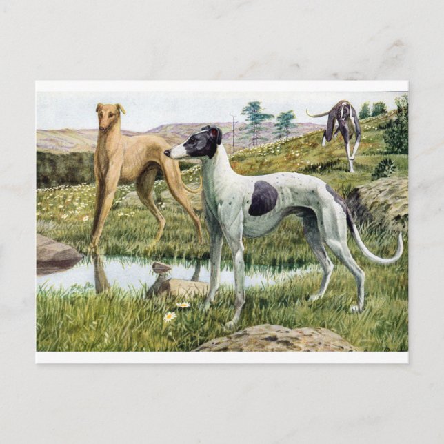 Cartão Postal Greyhound (Frente)