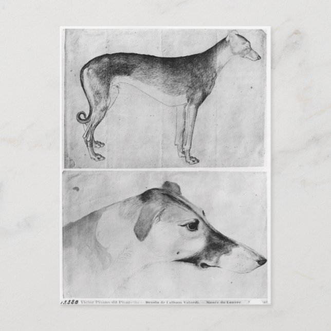 Cartão Postal Greyhound e cabeça de um galinheiro (Frente)