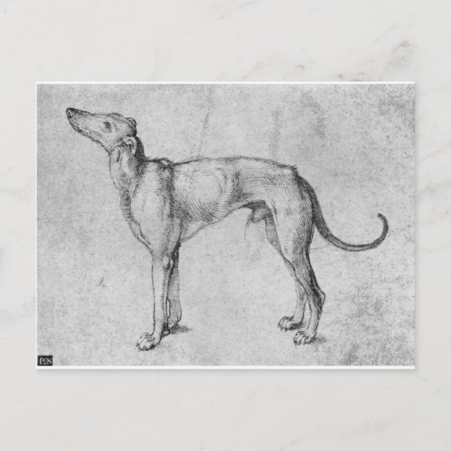 Cartão Postal Greyhound por Albrecht Durer (Frente)