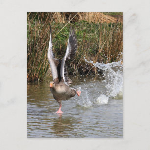 Cartão Postal Greylag Geese