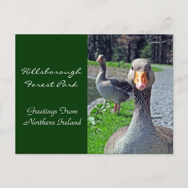 Cartão Postal Greylag Geese (Parque Florestal de Hillsbroughs) (Frente)
