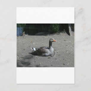 Cartão Postal Greylag Goose