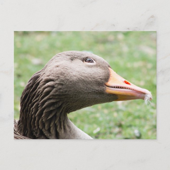 Cartão Postal Greylag Goose (Frente)