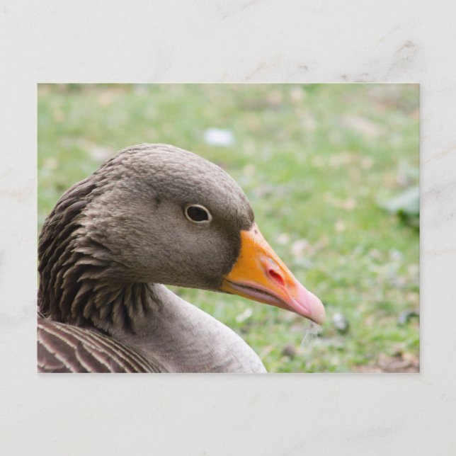 Cartão Postal Greylag Goose (Frente)