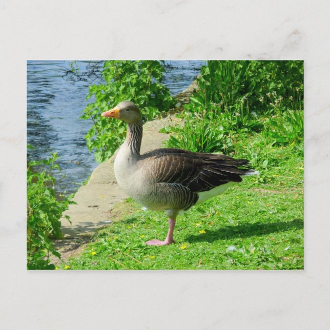 Cartão Postal Greylag Goose (Frente)
