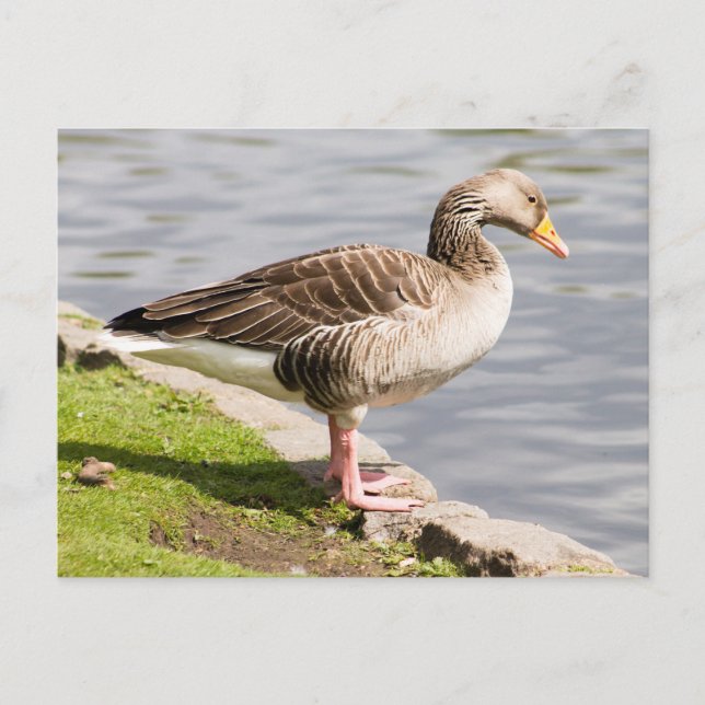 Cartão Postal Greylag Goose (Frente)