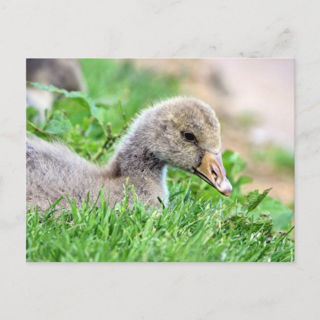Cartão Postal Greylag Goose Gosling (Frente)