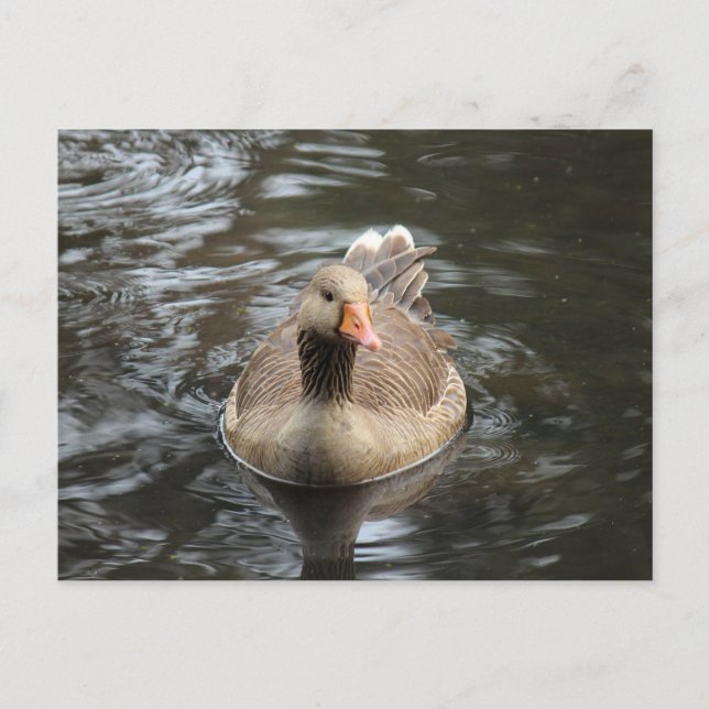 Cartão Postal Greylag Goose. Roath Park Lake, Cardiff, País de G (Frente)
