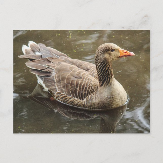 Cartão Postal Greylag Goose. Roath Park Lake, Cardiff, Wales Pos (Frente)