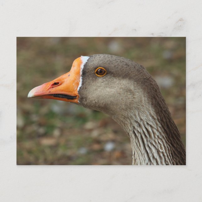 Cartão Postal Greylag Swan Goose Cross (Frente)