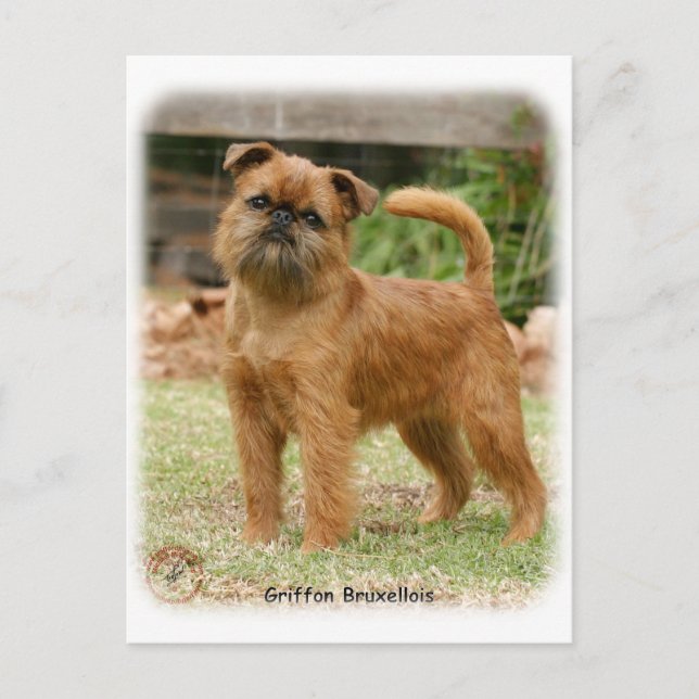 Cartão Postal Griffon Bruxellois 9Y406D- 078 (Frente)
