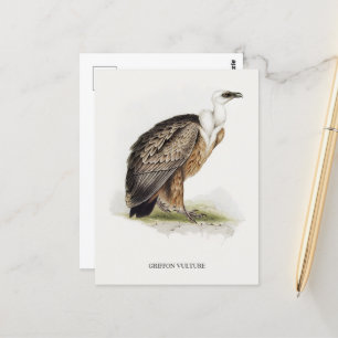 Cartão Postal Griffon Vulture
