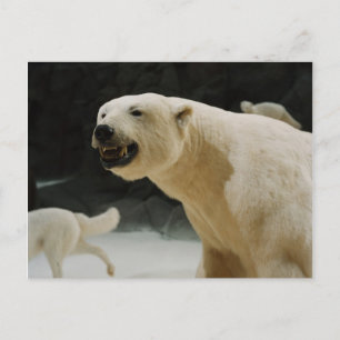Cartão Postal Grin do Urso Polar