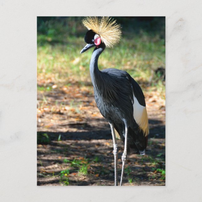 Cartão Postal Grisalho-da-coroa-preta (Frente)