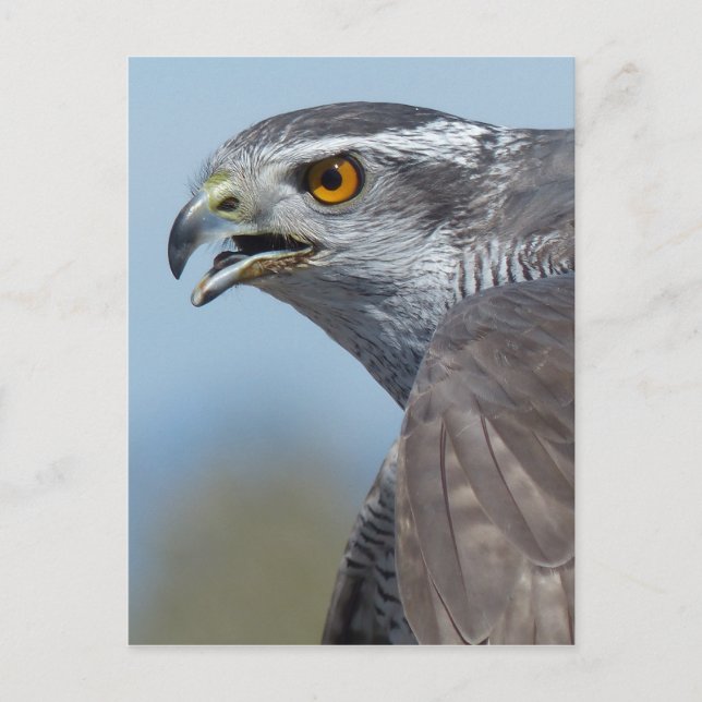 Cartão Postal Grita Goshawk do norte (Frente)