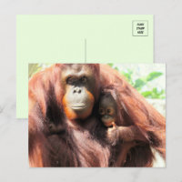 Grita Orangutan Mãe e Bebê