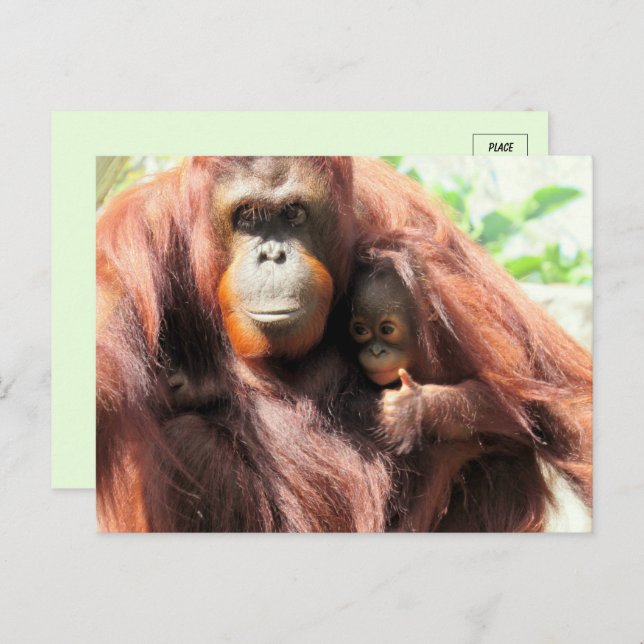 Cartão Postal Grita Orangutan Mãe e Bebê (Frente/Verso)