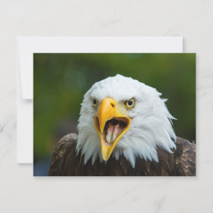 Cartão Postal Gritando Águia Bálida