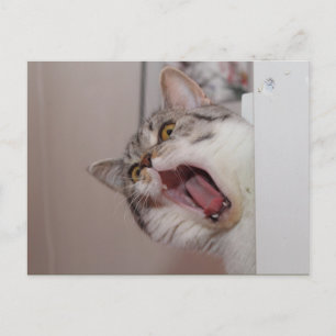 Cartão Postal Gritando em British Shorthair