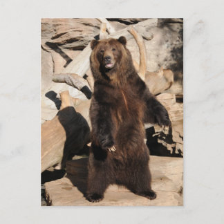 Cartão Postal Grizzly Bear Sow