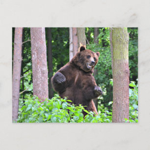 Cartão Postal Grizzly Majestoso: Guardião da Floresta