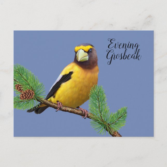 Cartão Postal Grosbeak Amarelo Negro Noite Prolongada (Frente)