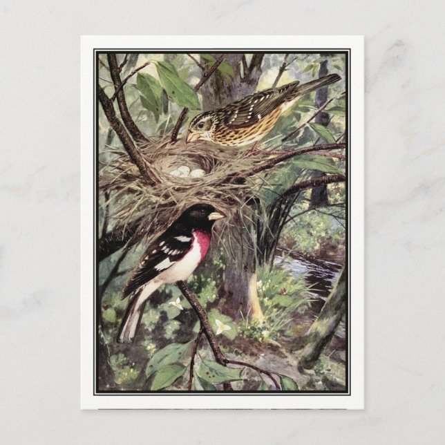Cartão Postal Grosbeak de rosa - Robert Bruce Horsfall (Frente)