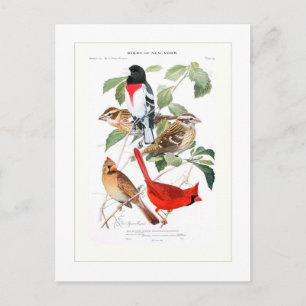 Cartão Postal Grosbeak e Cardinal