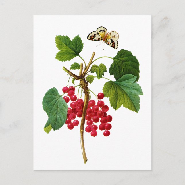 Cartão Postal Groseillier Rouge por Pierre Joseph Redoute (Frente)