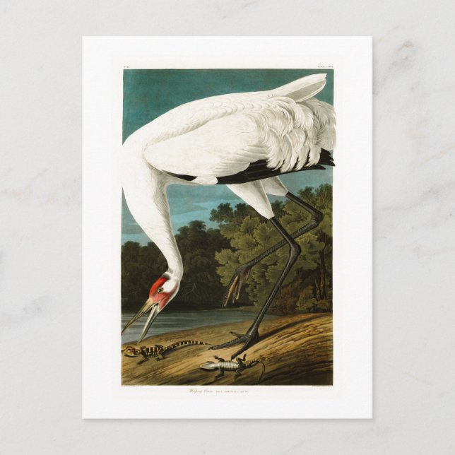 Cartão Postal Grou-de-pescoço-vermelho John James Audubon Birds  (Frente)