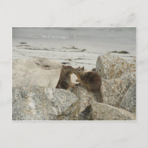 Cartão Postal Ground Squirrels no Amor