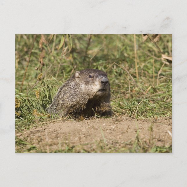 Cartão Postal Groundhog (Frente)