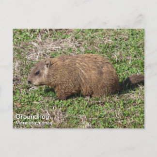 Cartão Postal Groundhog