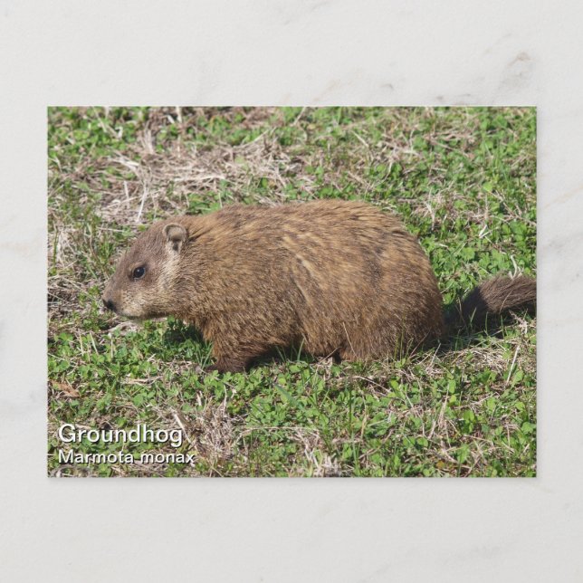 Cartão Postal Groundhog (Frente)